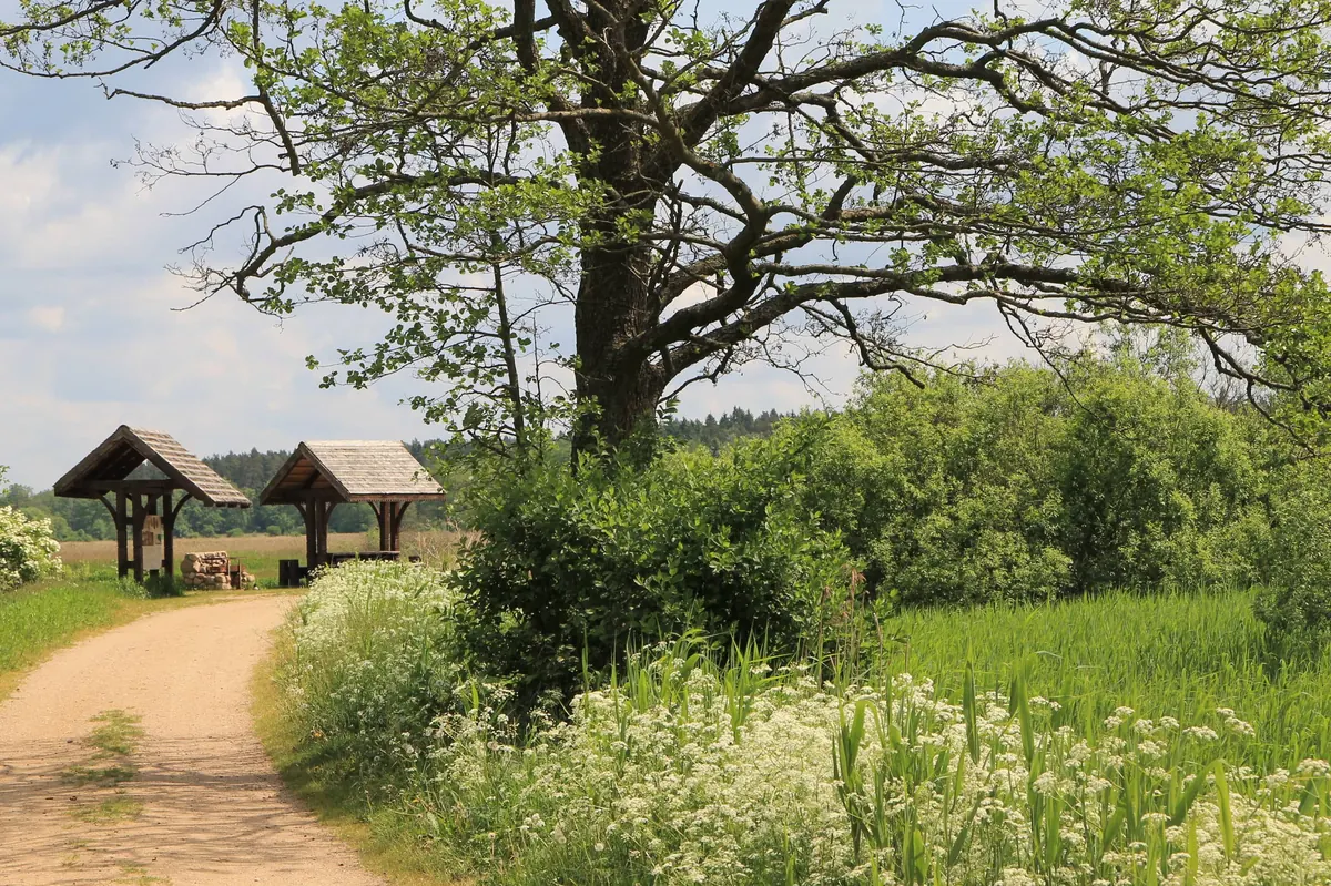 Ścieżka na Grobli nad rzeką Supraśl